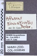 Etiketten zu Athous sinuaticollis (NHMW-ZOO-COL-0008549)